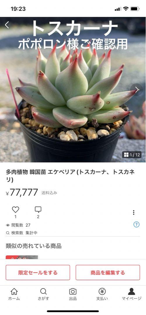 多肉植物 韓国苗 エケベリア(ピンクスワン)