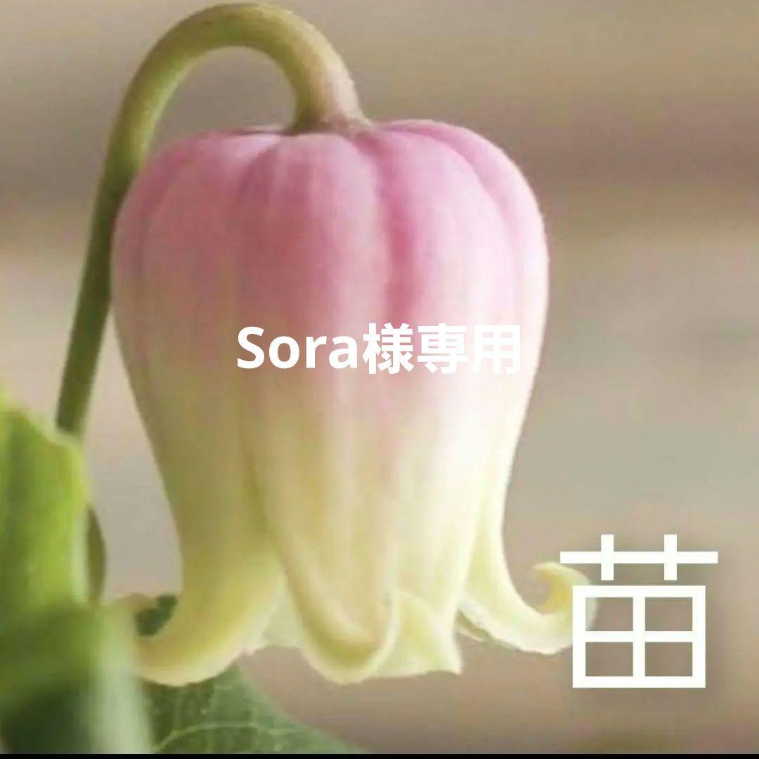 クレマチス バーシカラー 正規品ラベル付き - 花オンライン