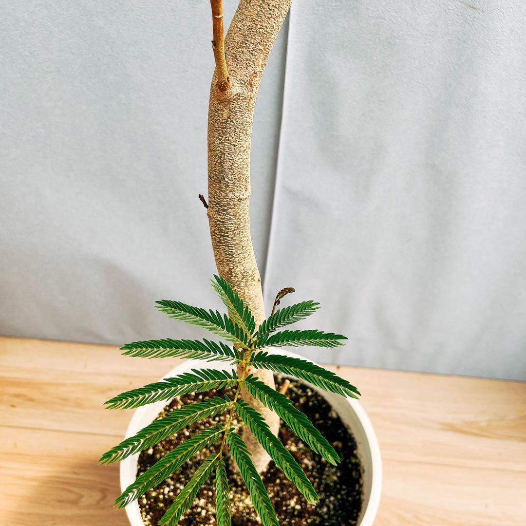 ［現品］1番　エバーフレッシュ　曲がり　8号　観葉植物　室内　大型　人気