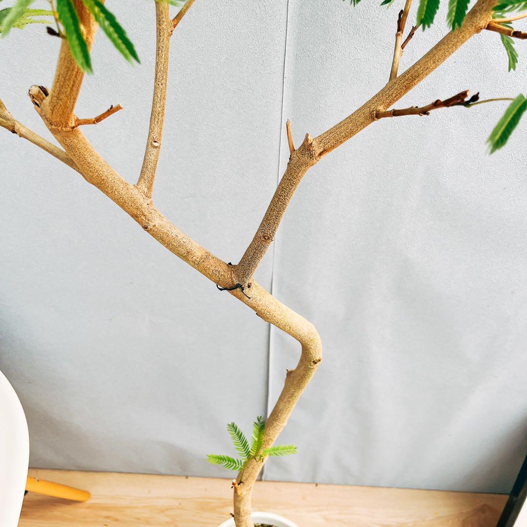 ［現品］1番　エバーフレッシュ　曲がり　8号　観葉植物　室内　大型　人気