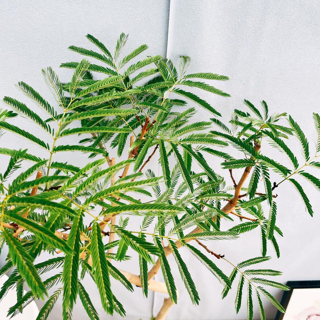［現品］1番　エバーフレッシュ　曲がり　8号　観葉植物　室内　大型　人気