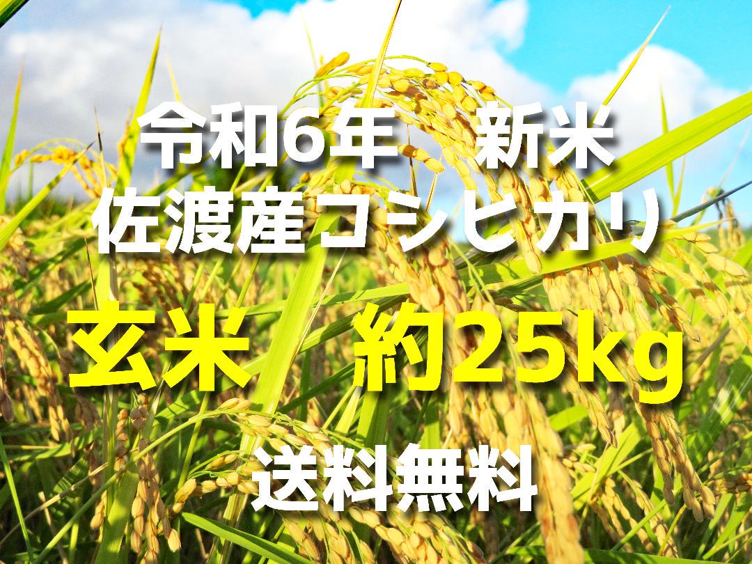 【新米】新潟県 佐渡産コシヒカリ 令和6年 玄米 約25kg 【送料無料】