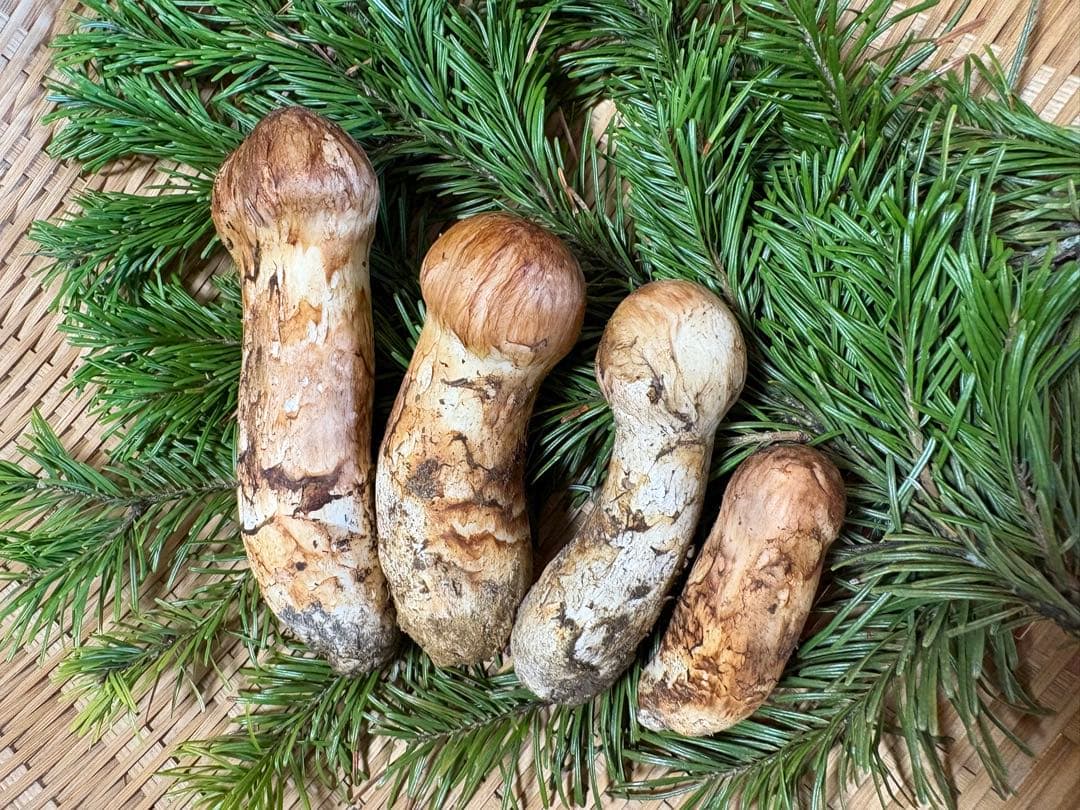 北海道産　朝どれ松茸　127g