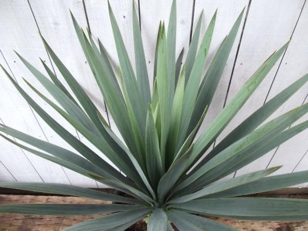 シルバーアニバーサリー ９号