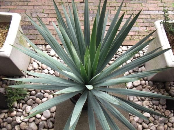 80ｃｍ Yucca新品、♥