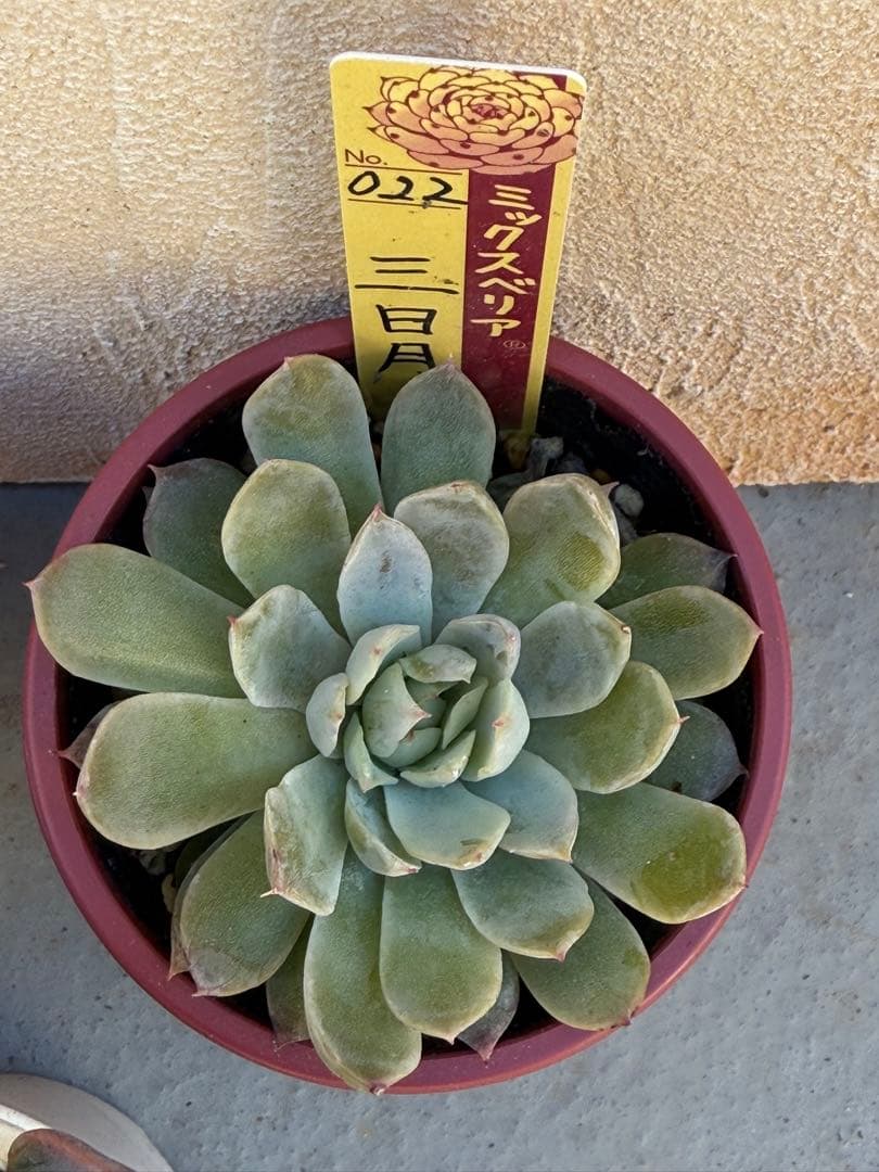 おらいさん苗 ミックスベリア 4個セット 札付き おらいさん苗 ミックスベリア 4個セット 札付き