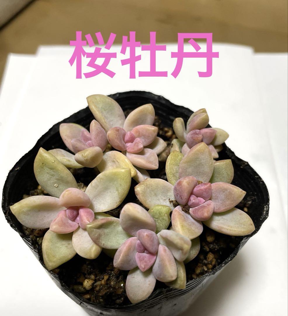 多肉植物。 桜牡丹。抜き苗 多肉植物 桜牡丹 抜き苗 その他多肉植物