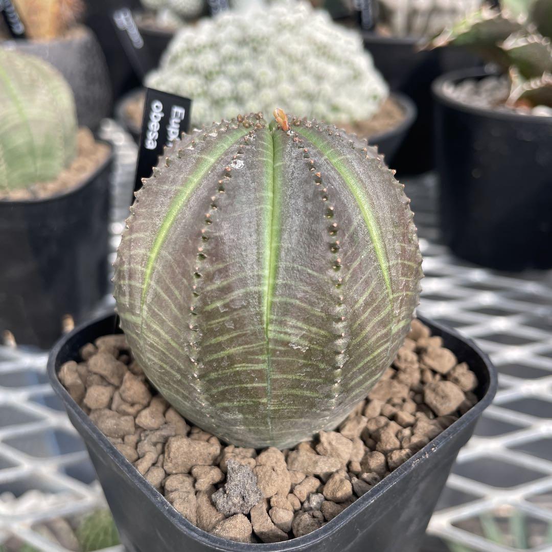 第四種郵便 抜き苗 ユーフォルビア オベサ 6cm 美株 90
