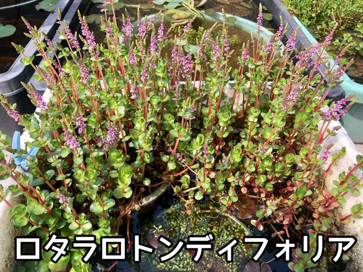 ビオトープ水草セット メルカリ ビオトープ水草セット メルカリ