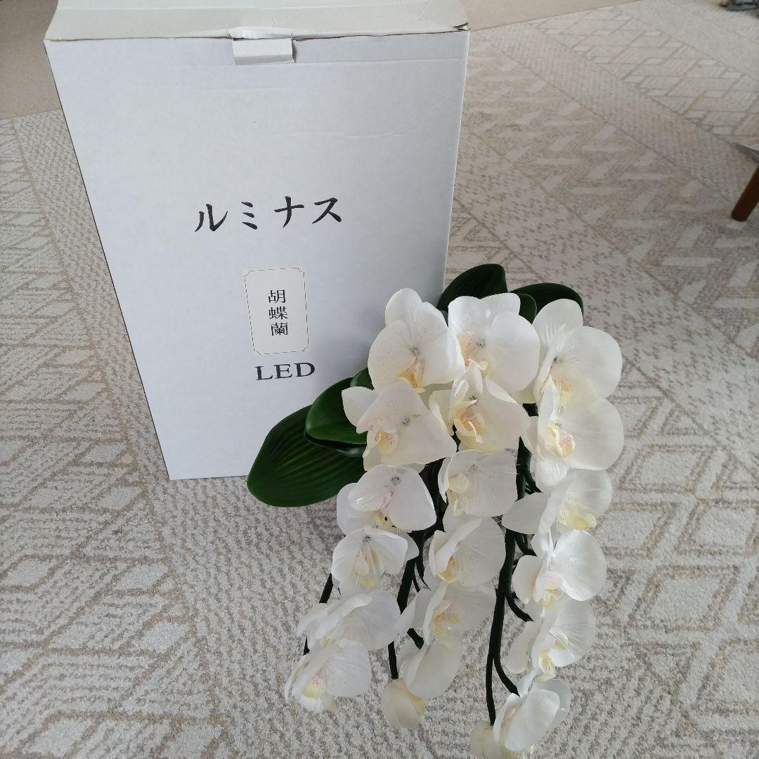 ルミナス胡蝶蘭LED
