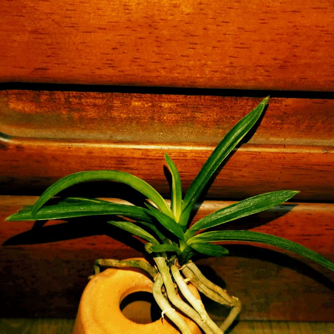 富貴蘭 289系建国縞