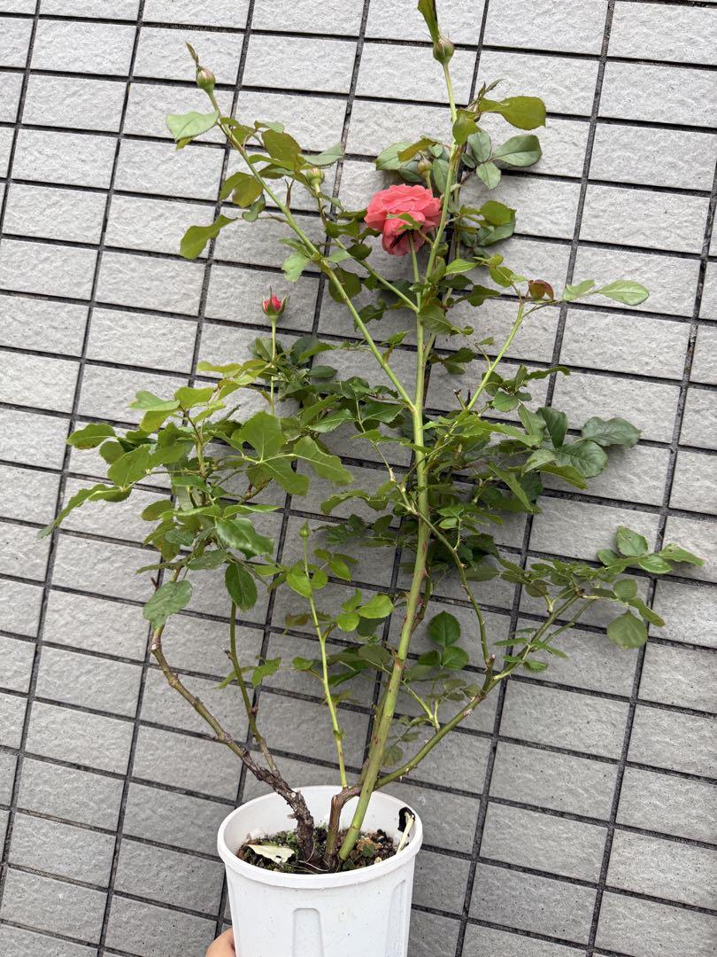切花バラ苗ニ苗