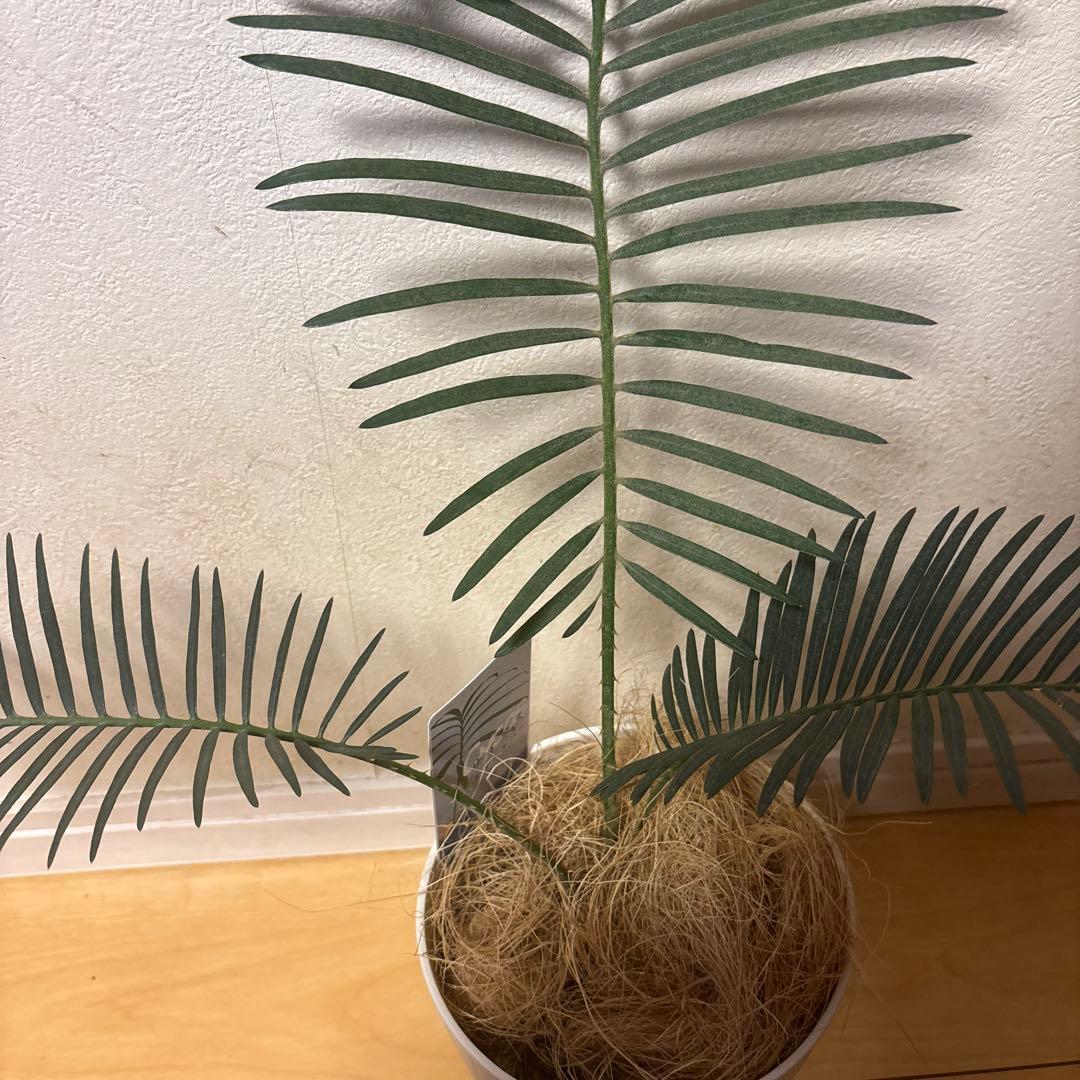 種目立った傷や汚れなし
