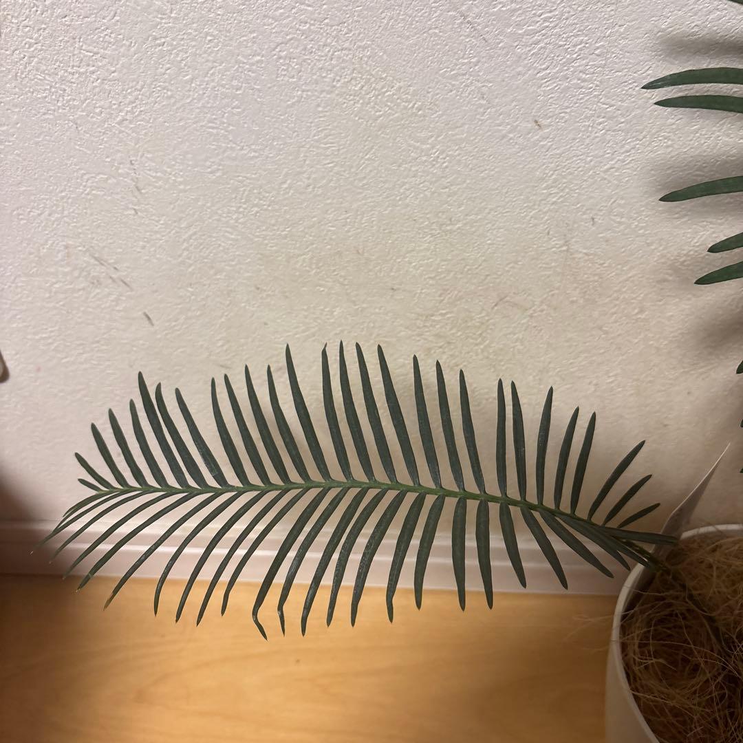 観葉植物