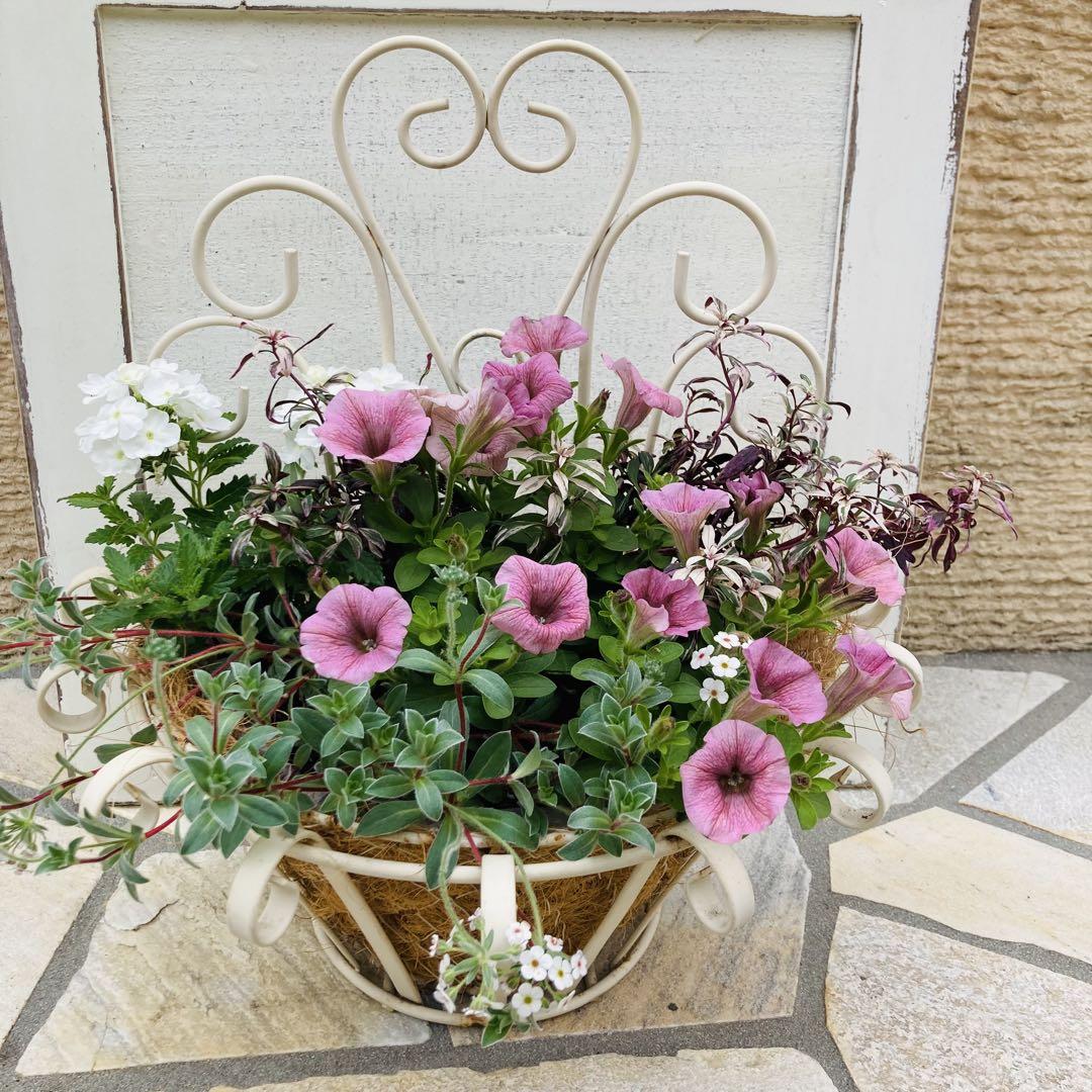 ペチュニアベリーラテの寄せ植え