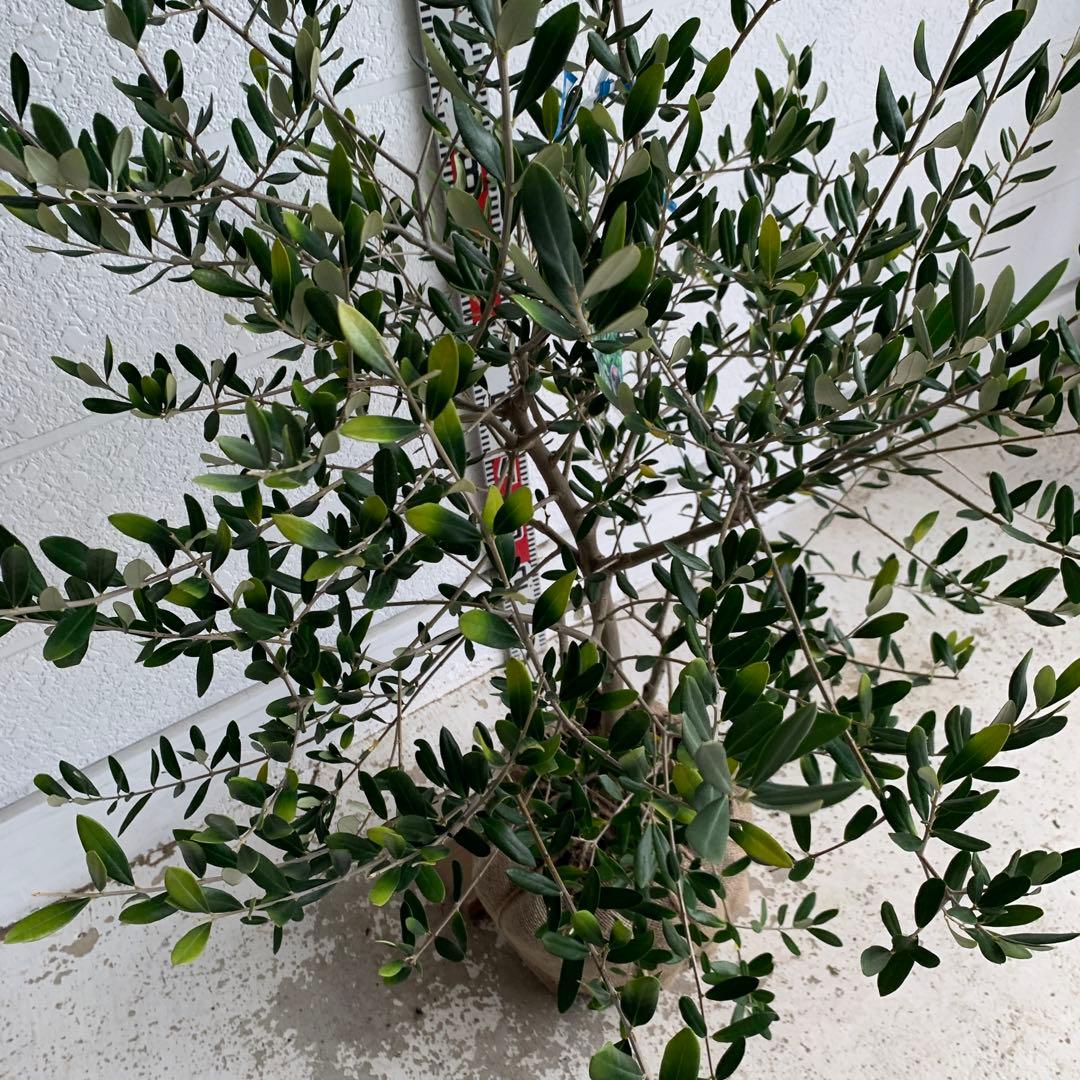 シンボルツリー