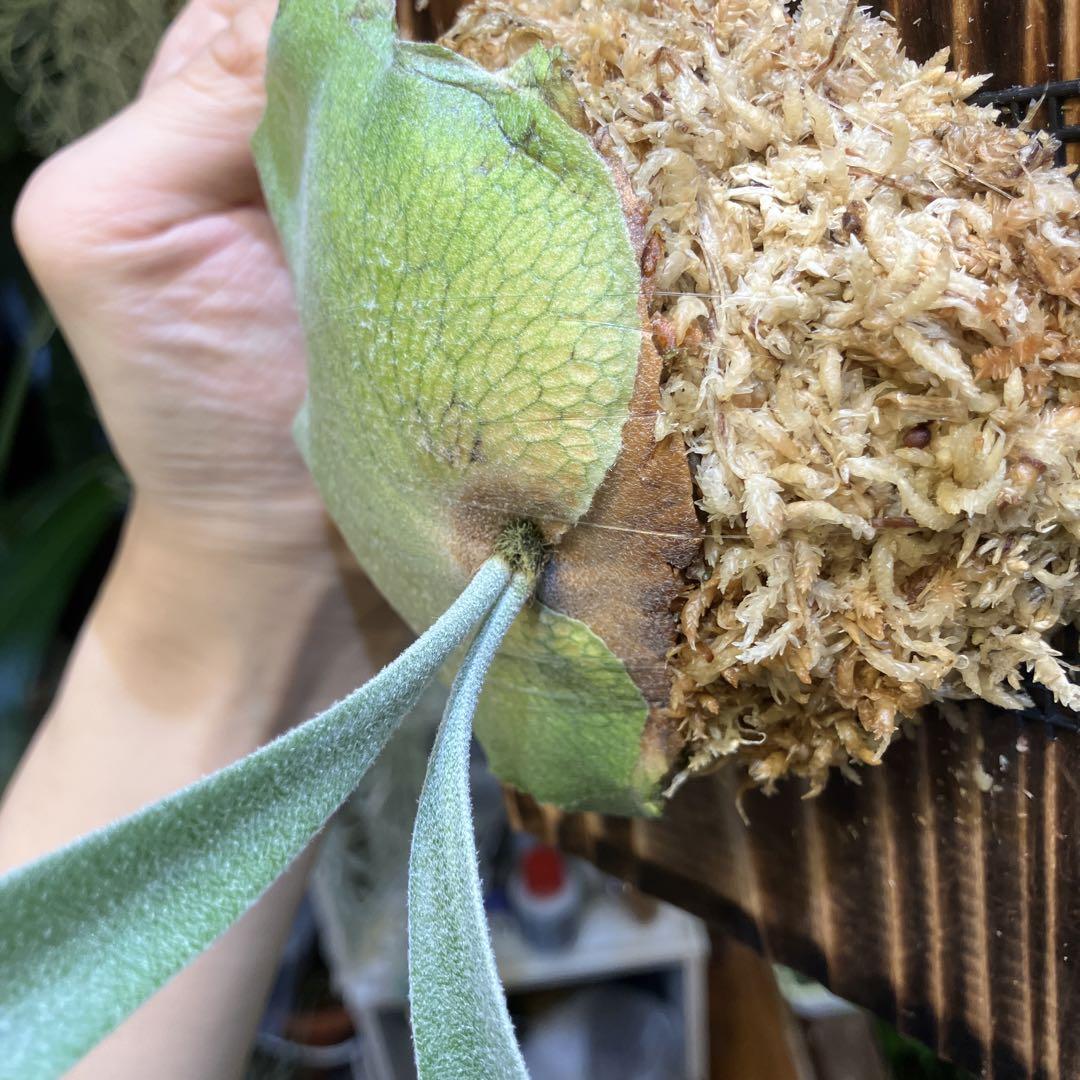 ビカクシダ　P.willinckii Leonidas OC