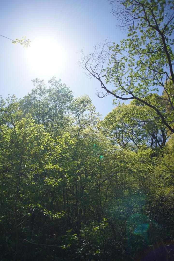 レンズ(単焦点) Nikon NEW NIKKOR 24mm f/2.8