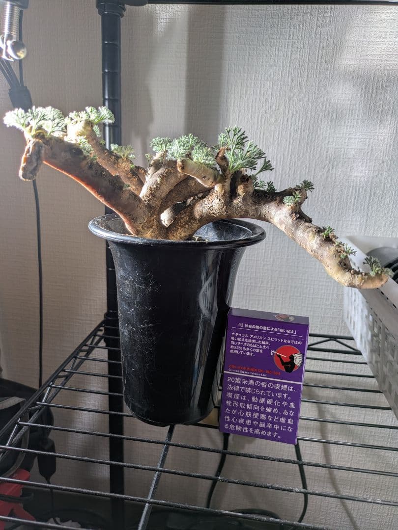 モンソニア ムルチフィダ サルコカウロン ムルチフィズム 塊根植物 コーデックス モンソニア ムルチフィダ サルコカウロン ムルチフィズム 塊根植物 コーデックス