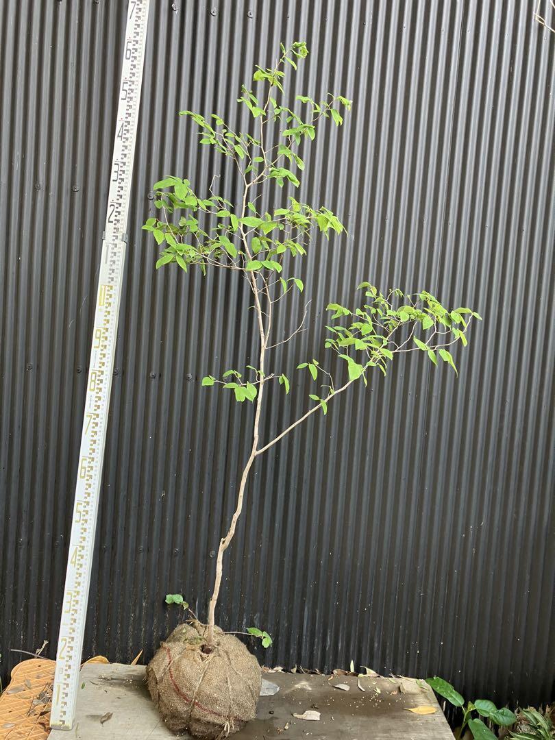 アップルバナナ、モチモチバナナ、ドワーフナムワ 苗木・植木