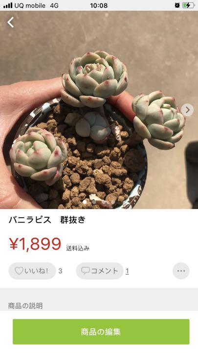 100%新品爆買い バニラピス 達磨 heT14-m61738233956 群 最新作安い