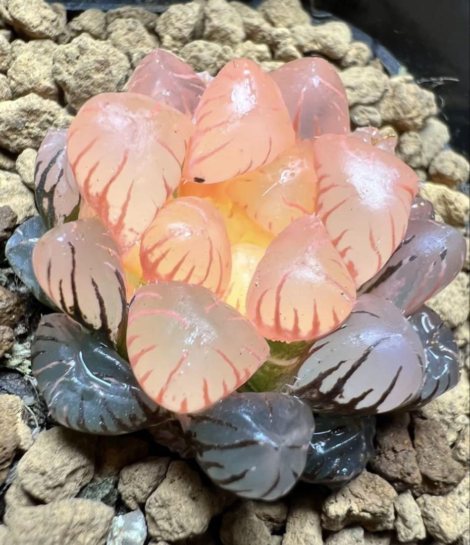 多肉植物　ハオルチア　緋桃オブツーサ錦　糊斑　鮮明錦　ピンク系　超美品 多肉植物 ハオルチア 緋桃オブツーサ錦 糊斑 鮮明錦 ピンク系