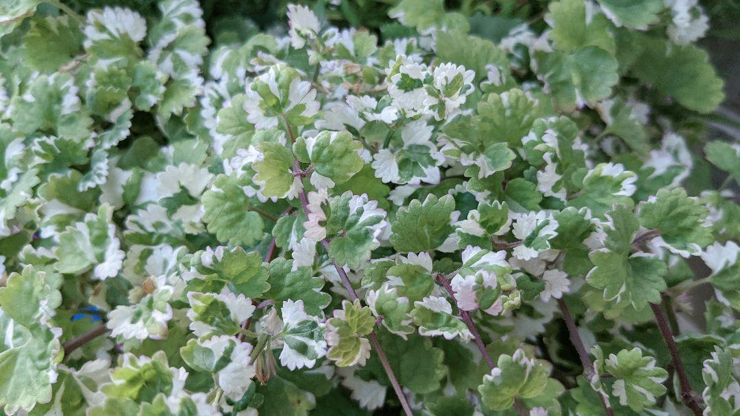 メルカリ グレコマ バリエガータ カット苗 5本セット 植物 観葉植物 333 中古や未使用のフリマ メルカリ グレコマ バリエガータ カット苗 5本セット 植物 観葉植物 333 中古や未使用のフリマ