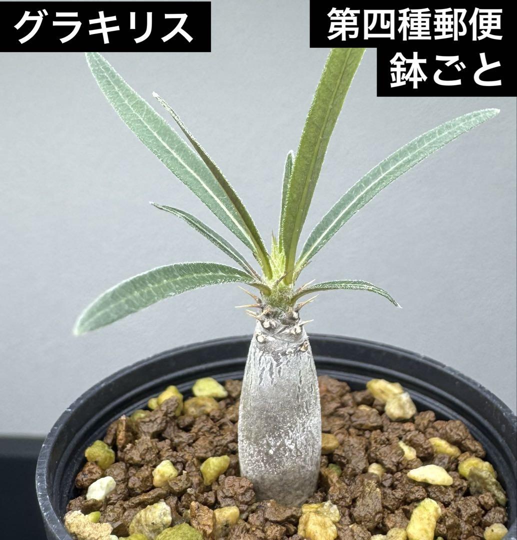 パキポディウム グラキリス 実生株 陶器鉢ごと発送 良型3分岐 パキポディウム グラキリス 実生株 陶器鉢ごと発送 良型3分岐