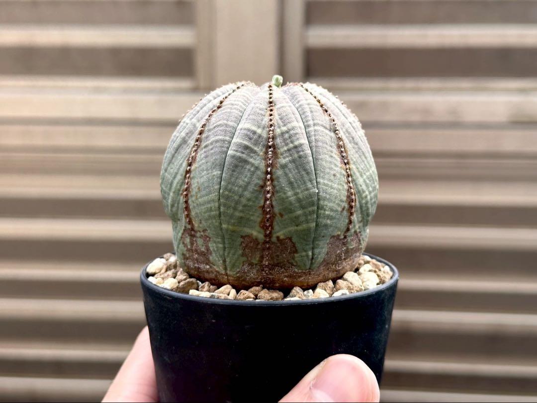 ユーフォルビア オベサ 木質化