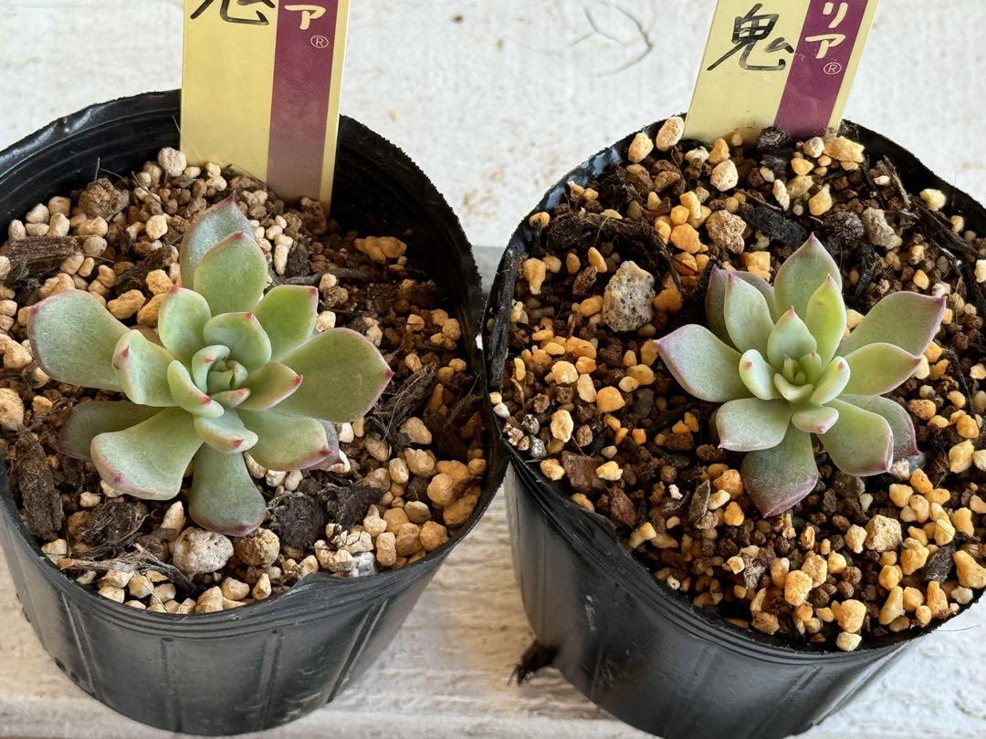 ミックスベリア　赤鬼　青鬼　抜き苗　多肉植物 ❁多肉植物 おらいさん苗 ミックスベリア 赤鬼 青鬼（抜き苗）