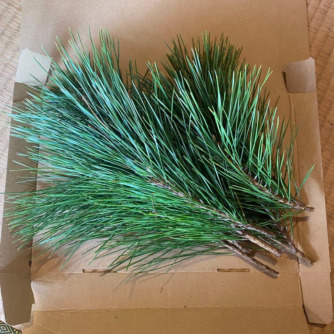 松 みかん箱3箱ぱんぱんに詰めます 30cm前後目安 しめ縄 正月飾り 門松やや傷や汚れあり