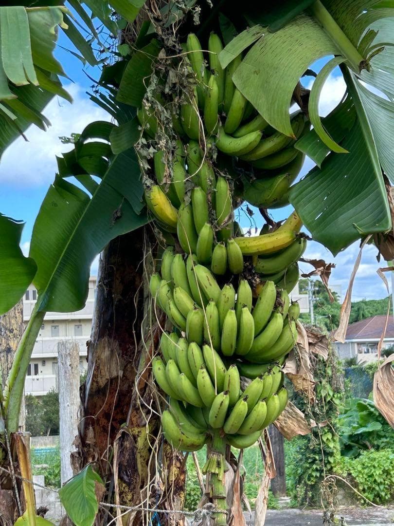 150㎝巨大苗＝世界一美味と称賛記事◆伝統種