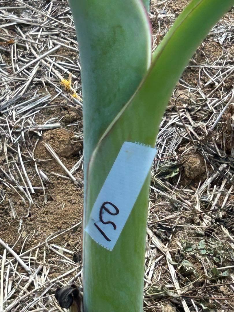 木熟OK 150㎝巨大苗＝世界一美味と称賛記事◆伝統種