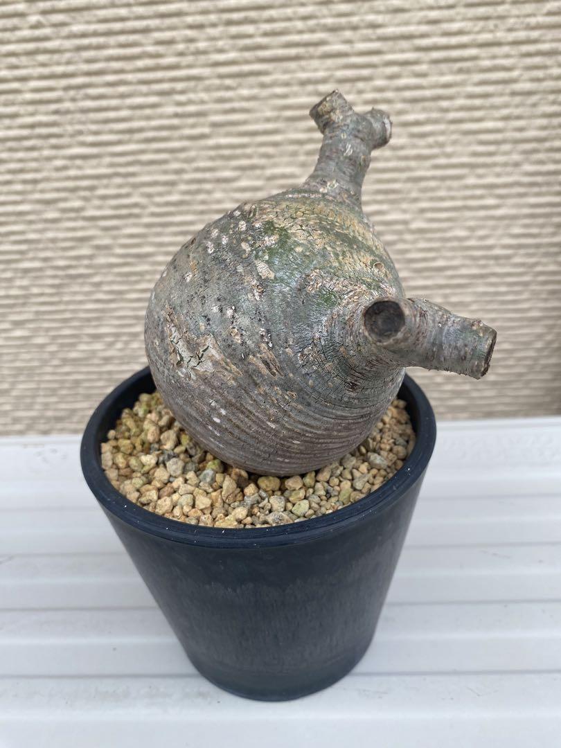 剪定株 塊根