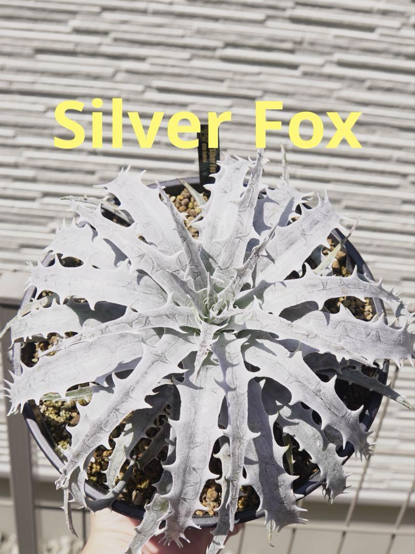 ディッキア　Dyckia Silver Fox