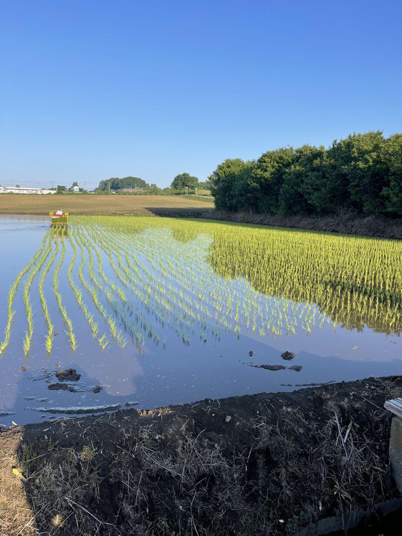 群馬県産 コシヒカリ 令和6年　玄米10キロ