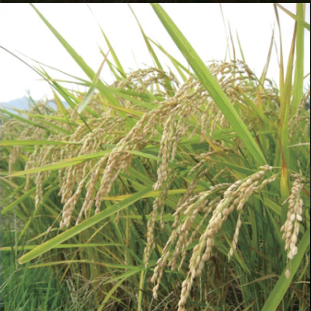 群馬県産 コシヒカリ 令和6年　玄米10キロ