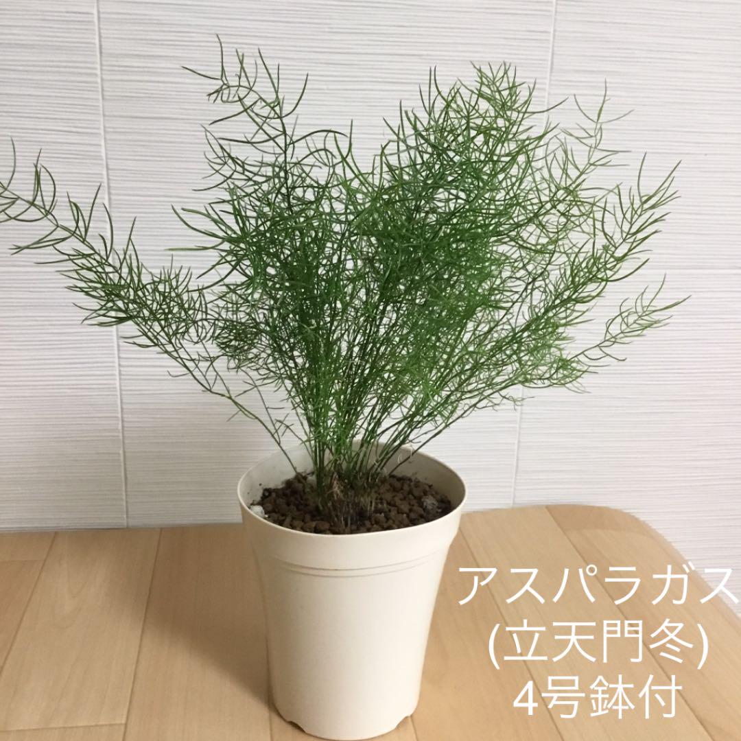観葉植物 アスパラガス 立天門冬 4号鉢付 メルカリ 観葉植物 アスパラガス 立天門冬 4号鉢付 メルカリ