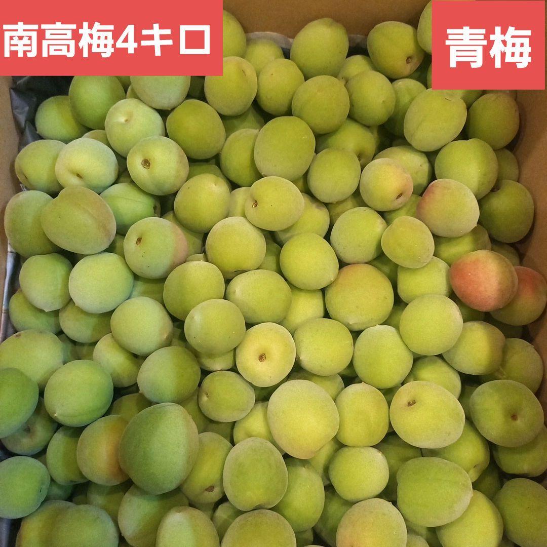 南高梅 青梅 4キロ