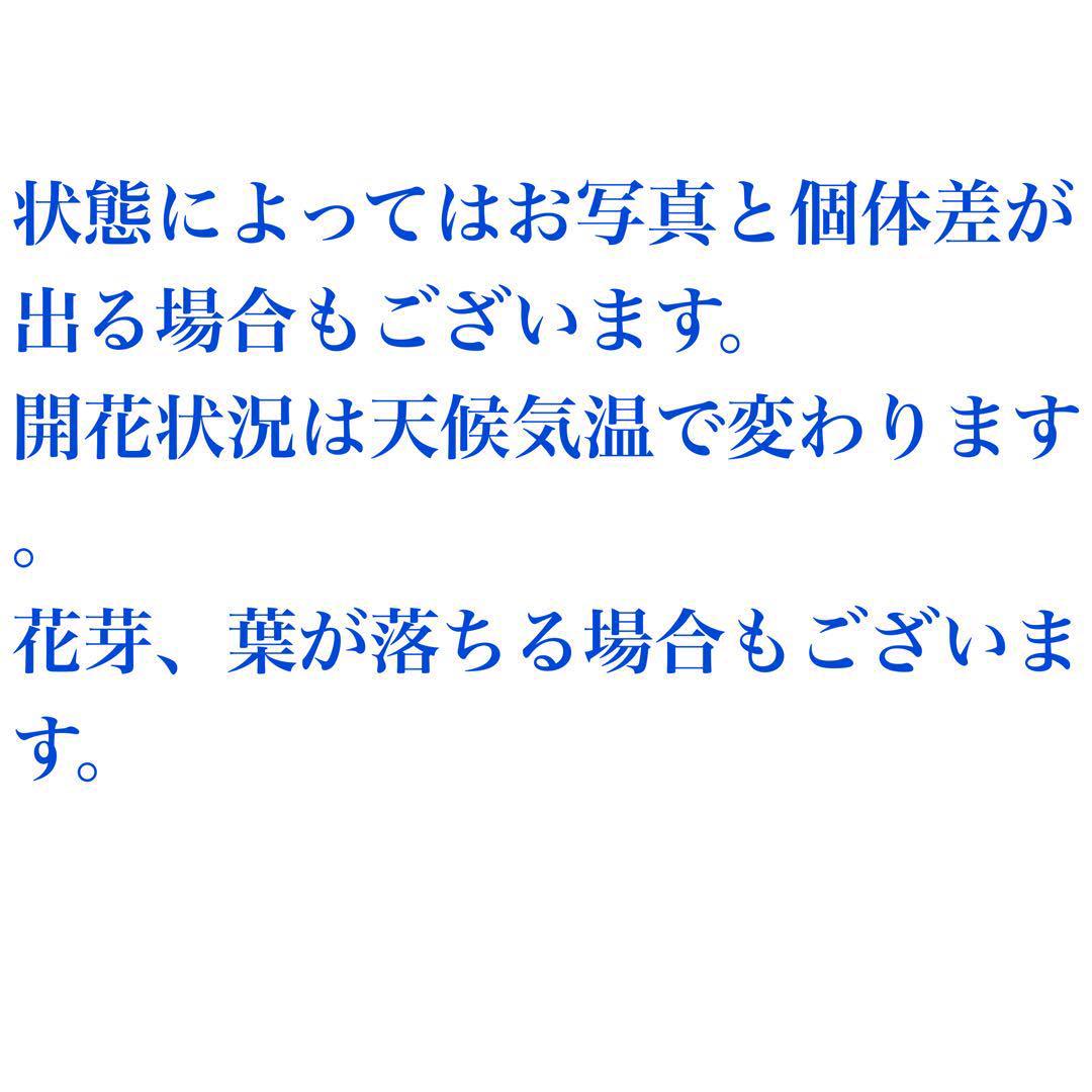 さち　高さ約90㎝大株ビルベリー
