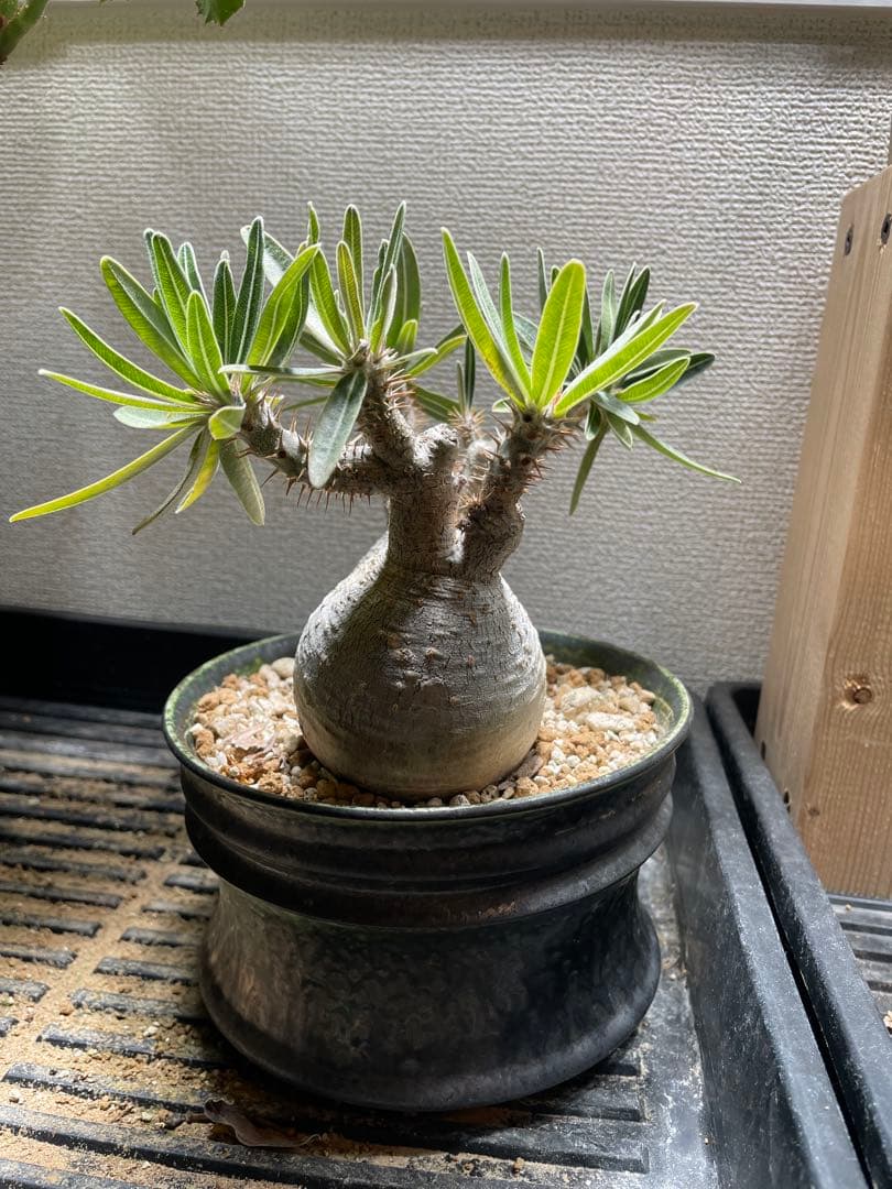 パキポディウム