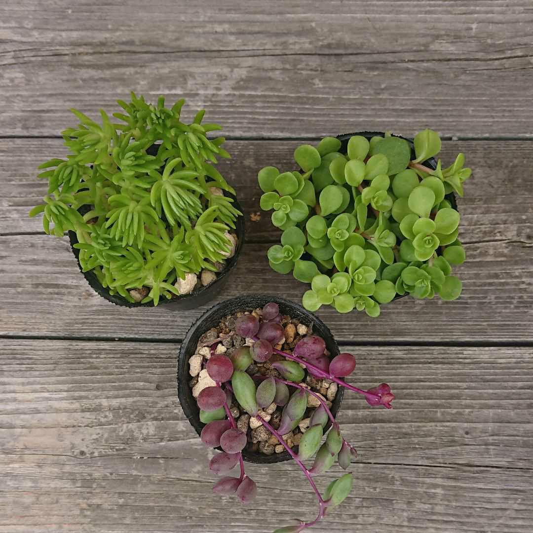 メルカリ 多肉植物 セダム2種類 ルビーネックレス 植物 観葉植物 330 中古や未使用のフリマ メルカリ 多肉植物 セダム2種類 ルビーネックレス 植物 観葉植物 330 中古や未使用のフリマ