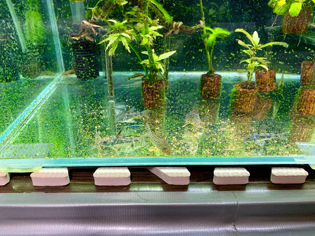 や*ま様 60cm、30cm水槽アクアリウムセット
