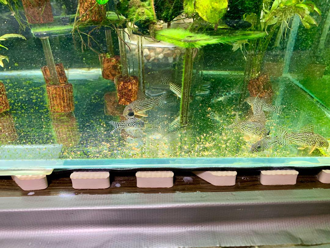 や*ま様 60cm、30cm水槽アクアリウムセット