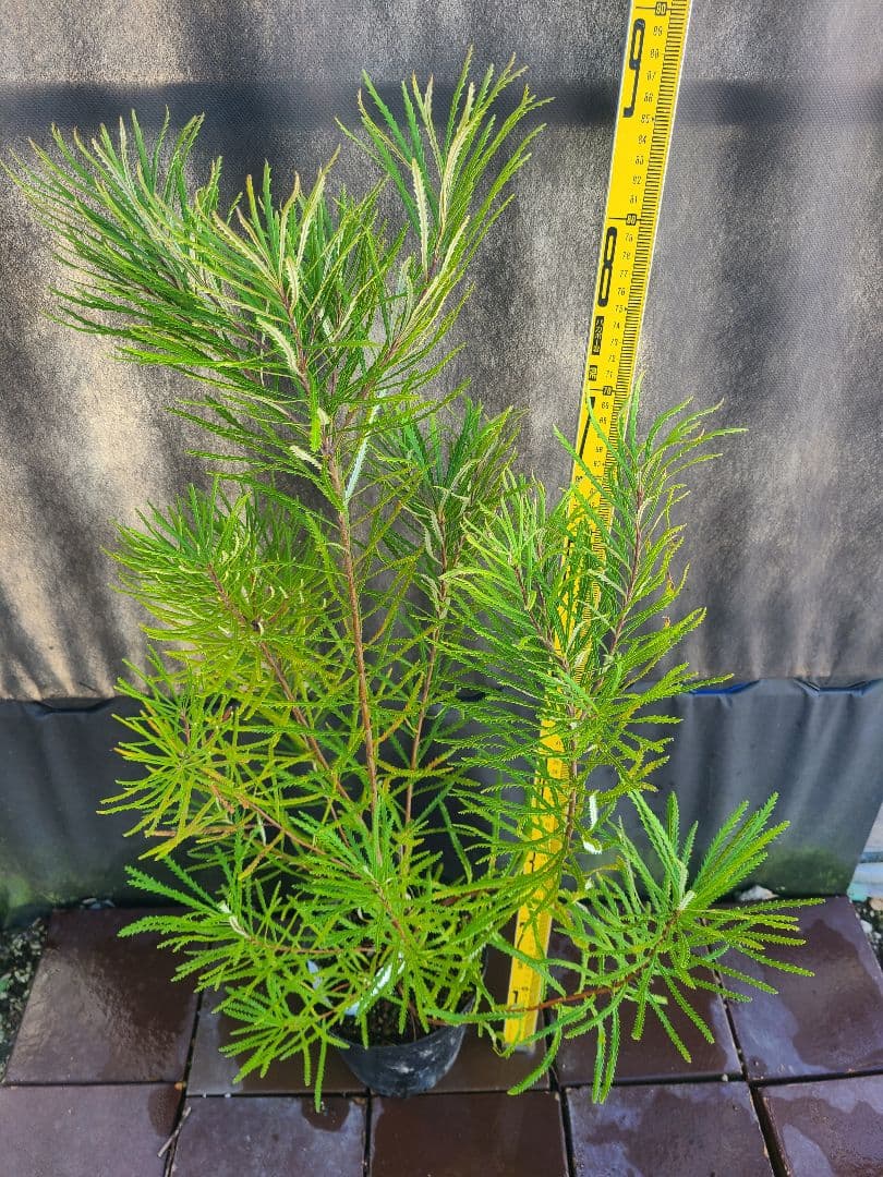 スピヌローサ6号鉢高さ90センチ目立った傷や汚れなし