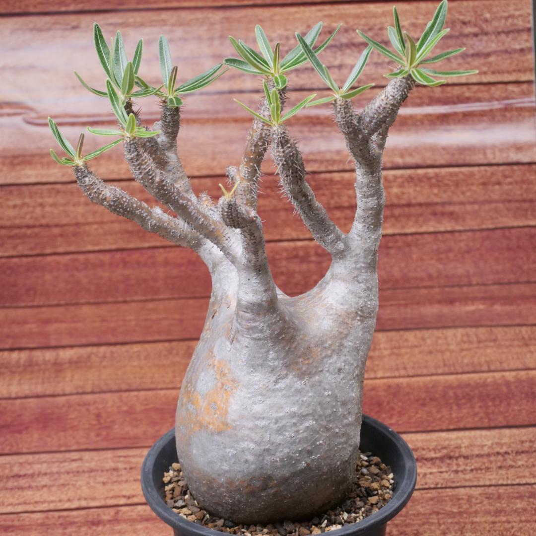 パキポディウム グラキリス Pachypodium gracilius ④