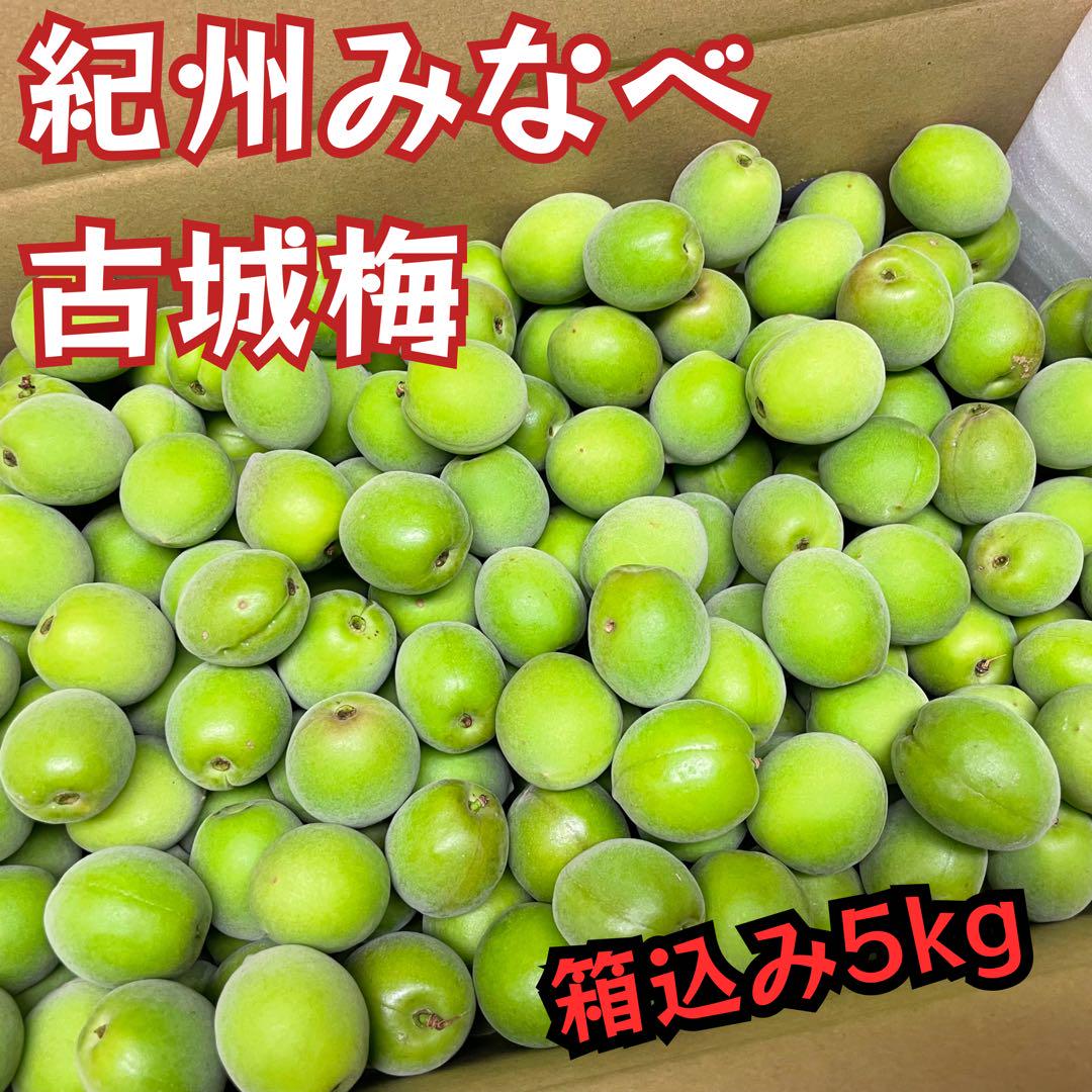 和歌山県みなべ町の古城梅 M 秀品 箱込み5kg