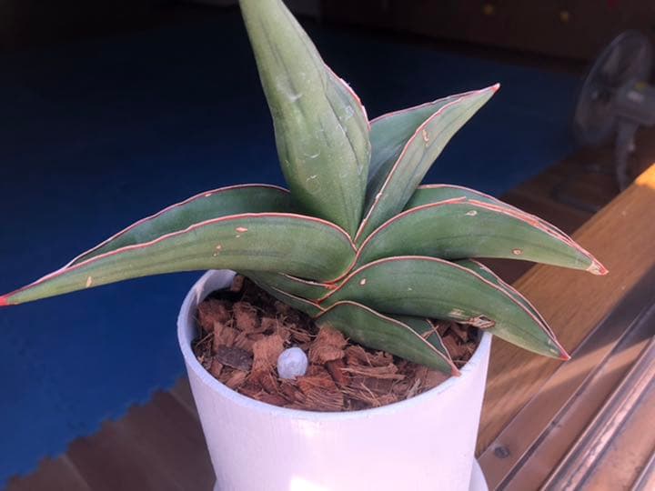 サンスベリア サムライドワーフ 植物 観葉植物 Kolkataprojects In サンスベリア サムライドワーフ 植物 観葉植物 Kolkataprojects In