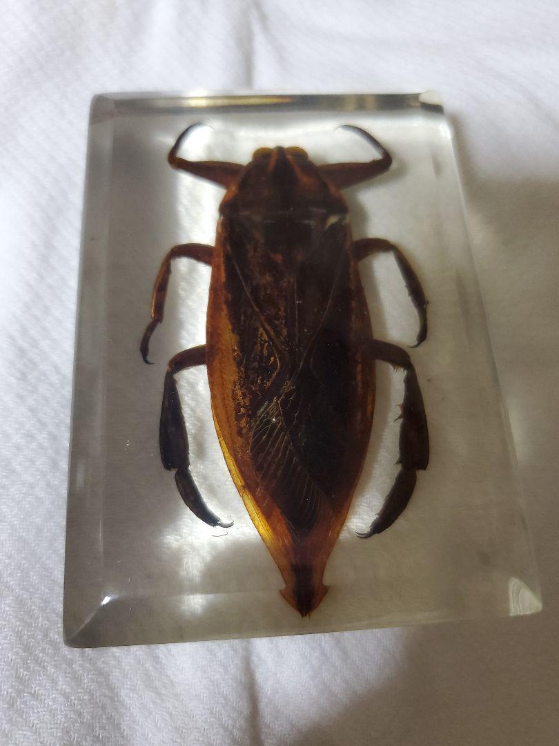 インドネシア産 タガメ レジン標本 メルカリ