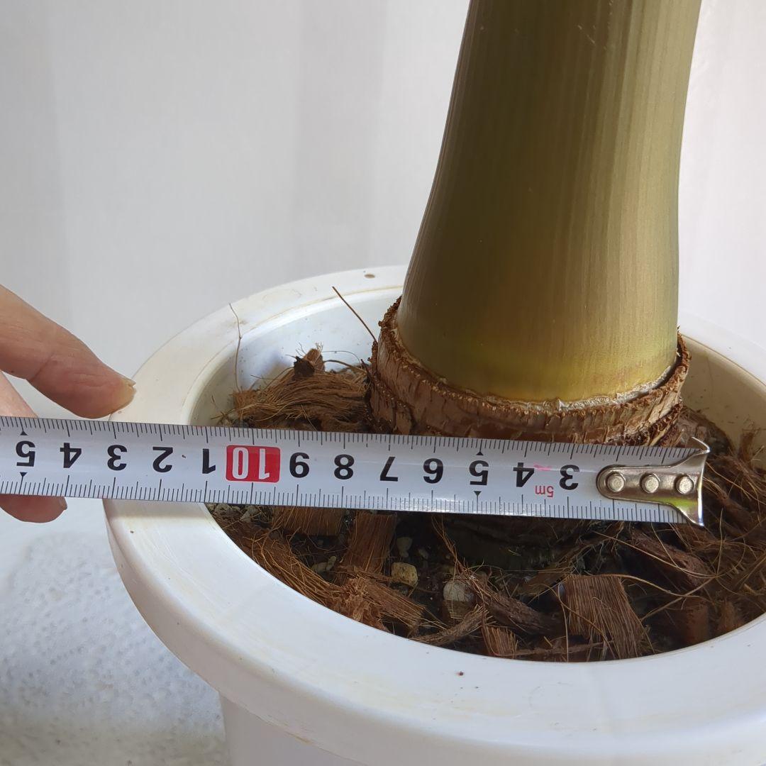 トックリヤシ。超希少。観葉植物。鉢ごと無料で発送致します